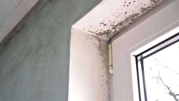 Best Mold Testing and Inspection Services in Syracuse, KS