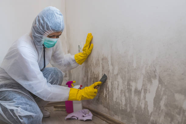 Best Residential Mold Remediation in Syracuse, KS