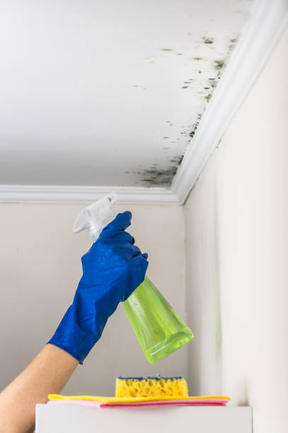 Best Attic Mold Remediation in Syracuse, KS